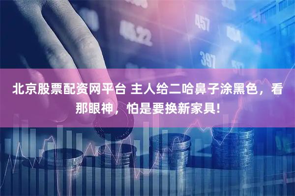 北京股票配资网平台 主人给二哈鼻子涂黑色，看那眼神，怕是要换新家具!